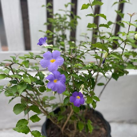 Moukdavan Guesthouse Luang Prabang Dış mekan fotoğraf