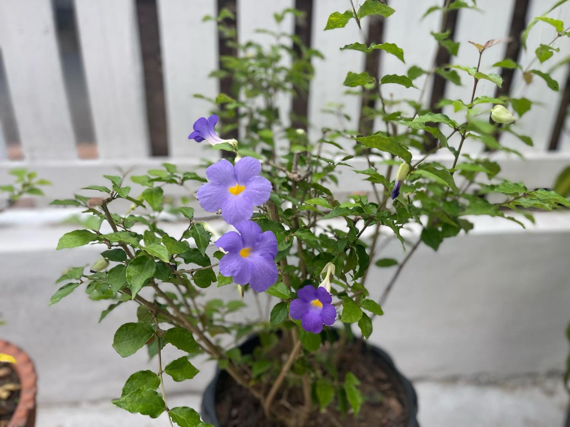 Moukdavan Guesthouse Luang Prabang Dış mekan fotoğraf